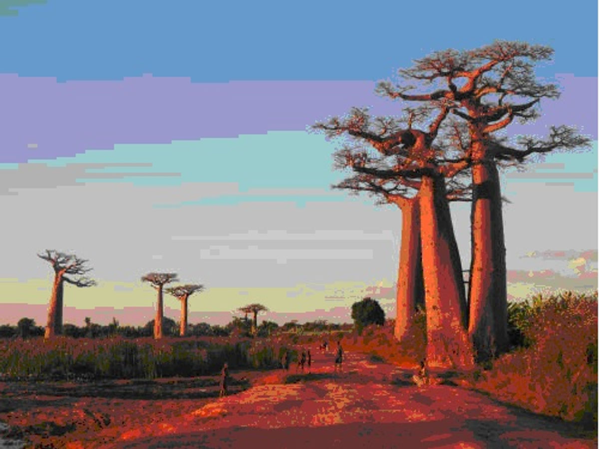 Madagascar4.jpg